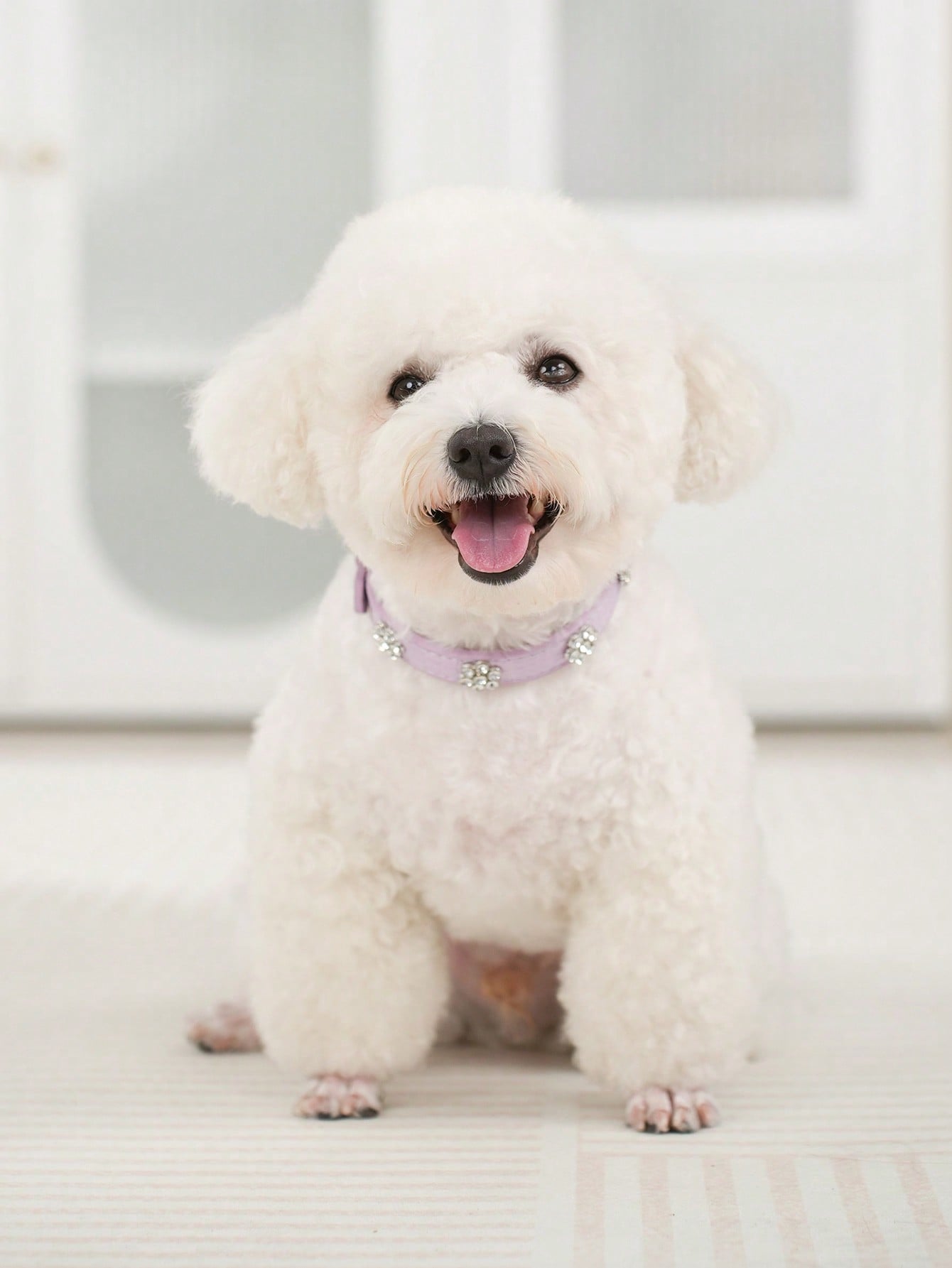 Sparkling Rhinestone Flower Dog Collar, Gradient Colorful Style, Luxurious And Flashy, Adjustable