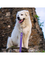 Waterproof Dog Leash Long Pvc Pet Leashes Easy To Clean Rope For Dogs Walking Traning Lead 1.8m/3m/5m/10m/15m