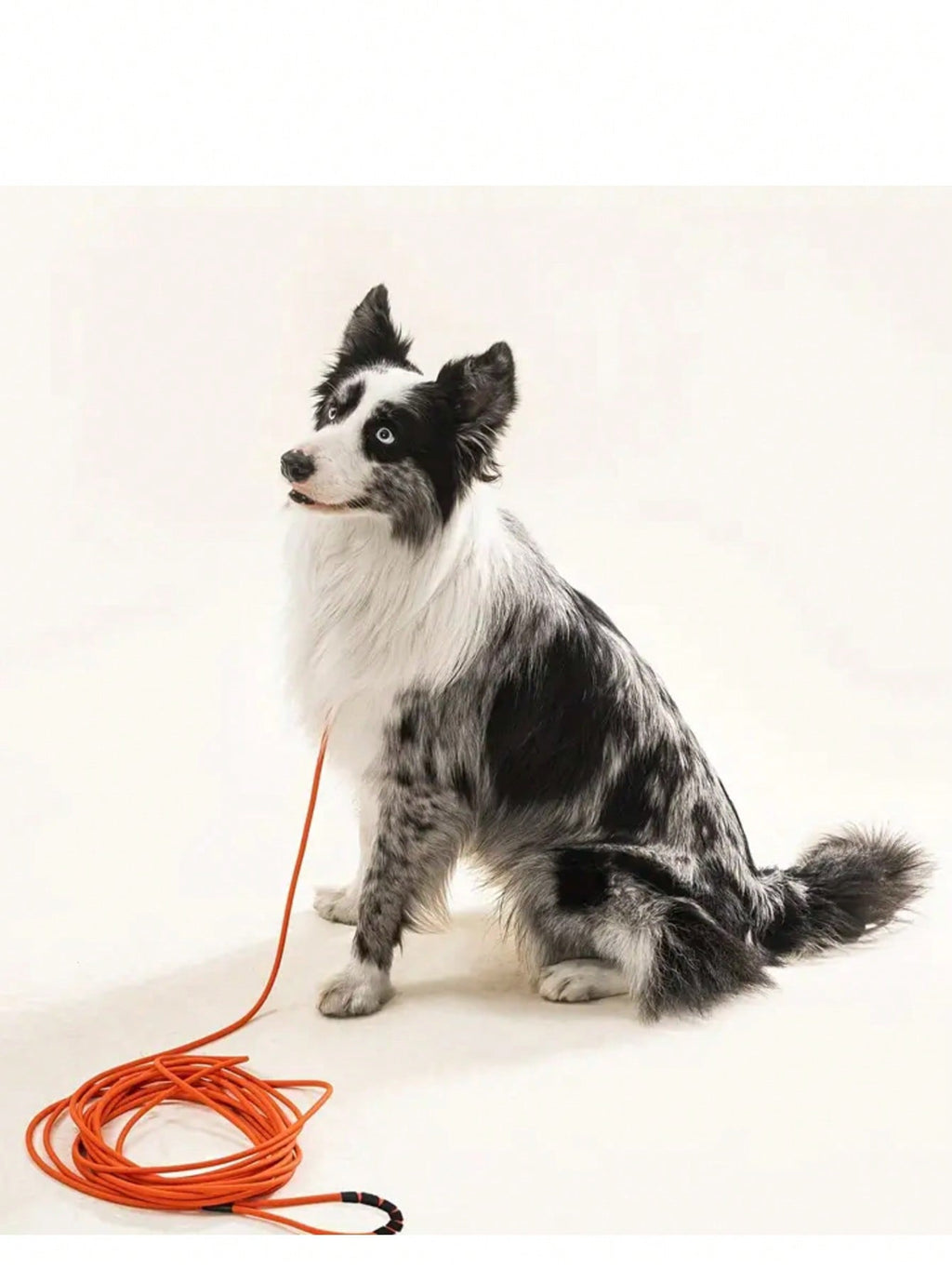 Long Leash Waterproof Training,Heavy Duty Recall Long Lead,Durable Outdoor Dog Leash 5FT 10FT 20FT 30FT Great For Training,Beach,Tie Out,Yard,Play,Camping