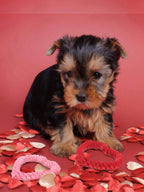 1pc Random Color Heart-Shaped Pet Chew Toy, New Pet Arrival Gift For Kitten Puppy